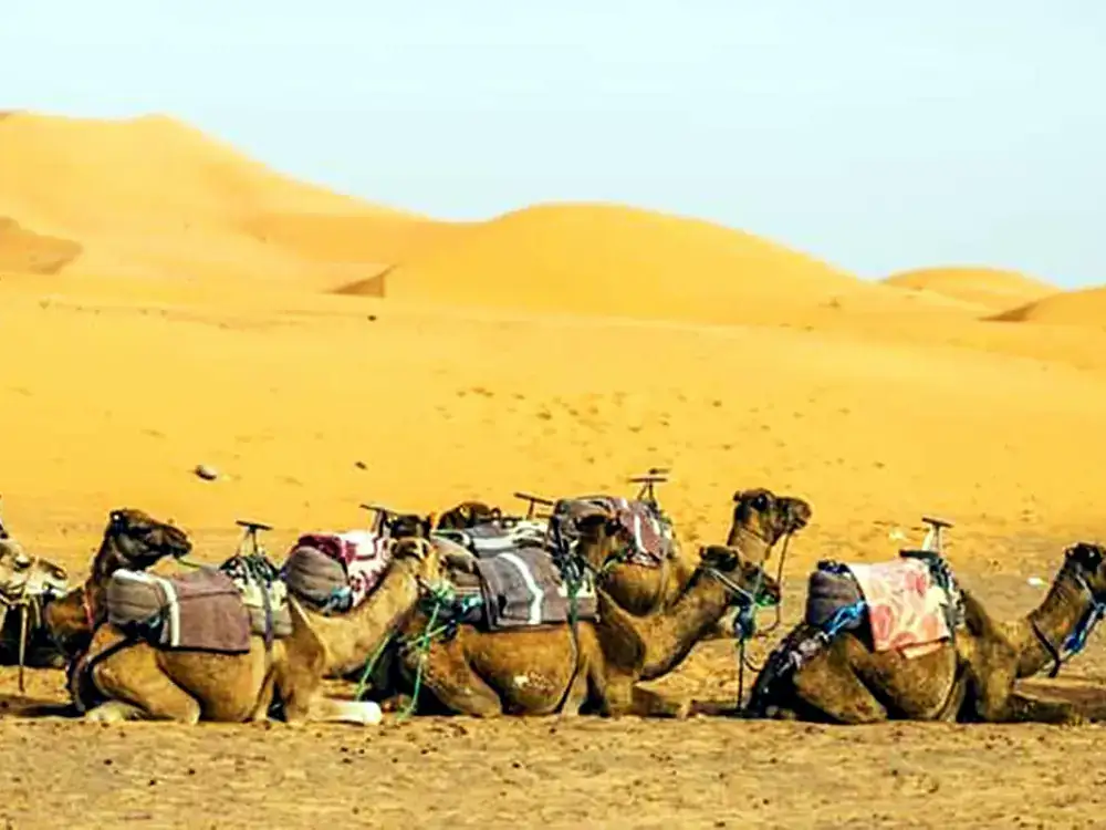 Guests riding camels through the Erg Chebbi dunes